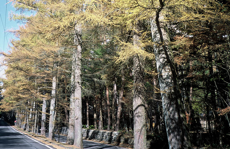Mikasa Street