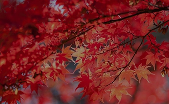A relaxing autumn getaway: Autumn foliage spots around Karuizawa