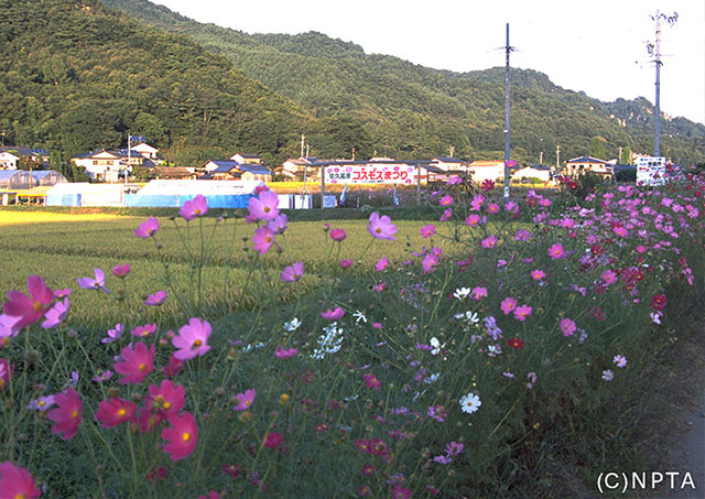 Cosmos Road / Saku City