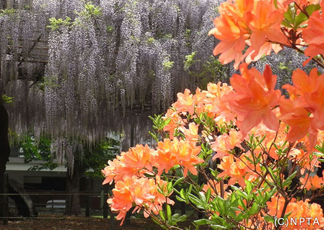 Kokubunji Historical Park / Ueda City