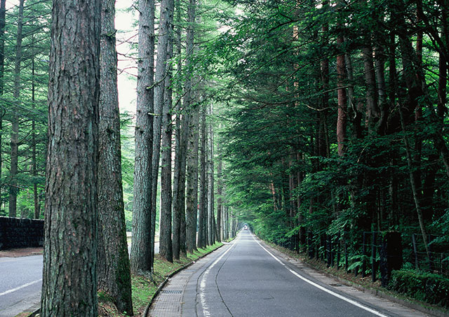 Larch Avenue on Mikasa Street