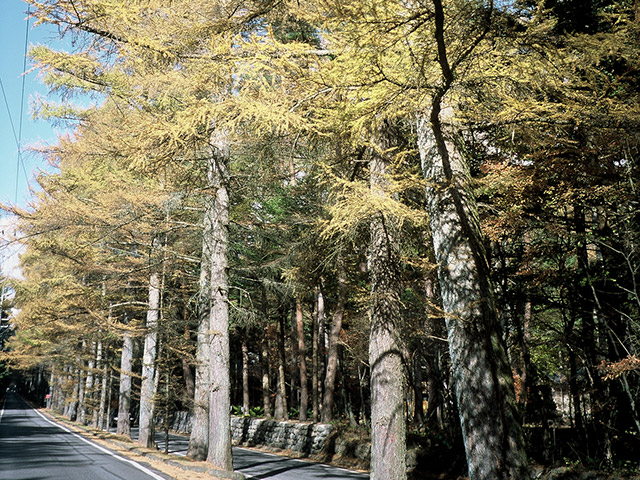Mikasa Street