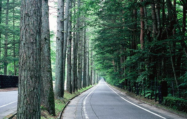 Larch Avenue on Mikasa Street