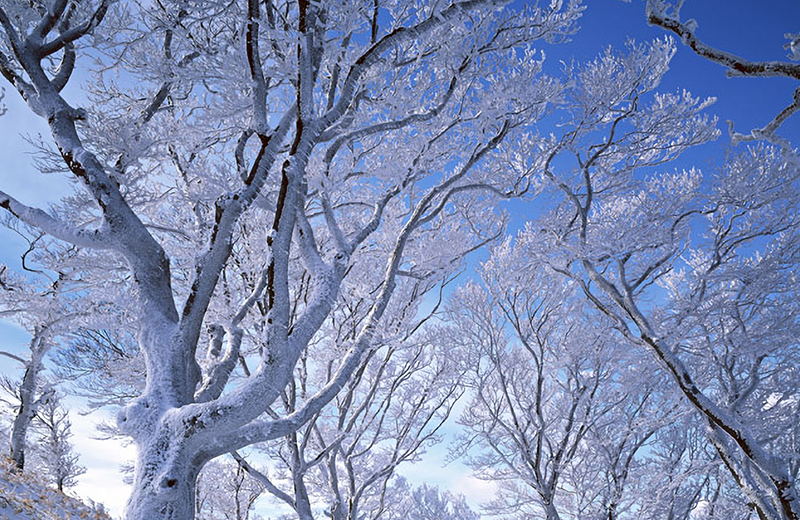 frost-covered trees