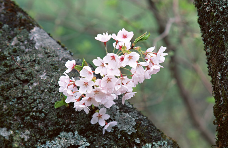 cherry blossoms